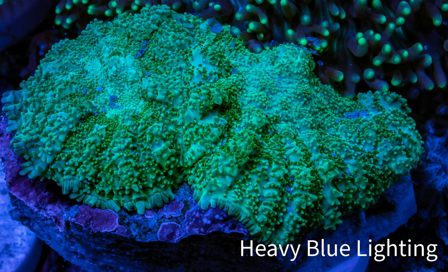 Ultra Neon Green  Rhodactis Coral WYSIWYG 4cm 2 Polyps A2R1B2 Ultra Neon Green  Rhodactis Coral WYSIWYG 4cm 2 Polyps A2R1B2 Animals & Pet Supplies Ultra Neon Green  Rhodactis Coral WYSIWYG 4cm 2 Polyps A2R1B2 Zeo Box Reef
