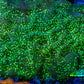 Ultra Neon Green Speckled Leptoseris Coral Frag Ultra Neon Green Speckled Leptoseris Coral Frag Pet Supplies Ultra Neon Green Speckled Leptoseris Coral Frag Zeo Box Reef