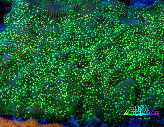 Ultra Neon Green Speckled Leptoseris Coral Frag Ultra Neon Green Speckled Leptoseris Coral Frag Pet Supplies Ultra Neon Green Speckled Leptoseris Coral Frag Zeo Box Reef