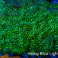 Ultra Neon Green Speckled Leptoseris Coral Frag Ultra Neon Green Speckled Leptoseris Coral Frag Pet Supplies Ultra Neon Green Speckled Leptoseris Coral Frag Zeo Box Reef