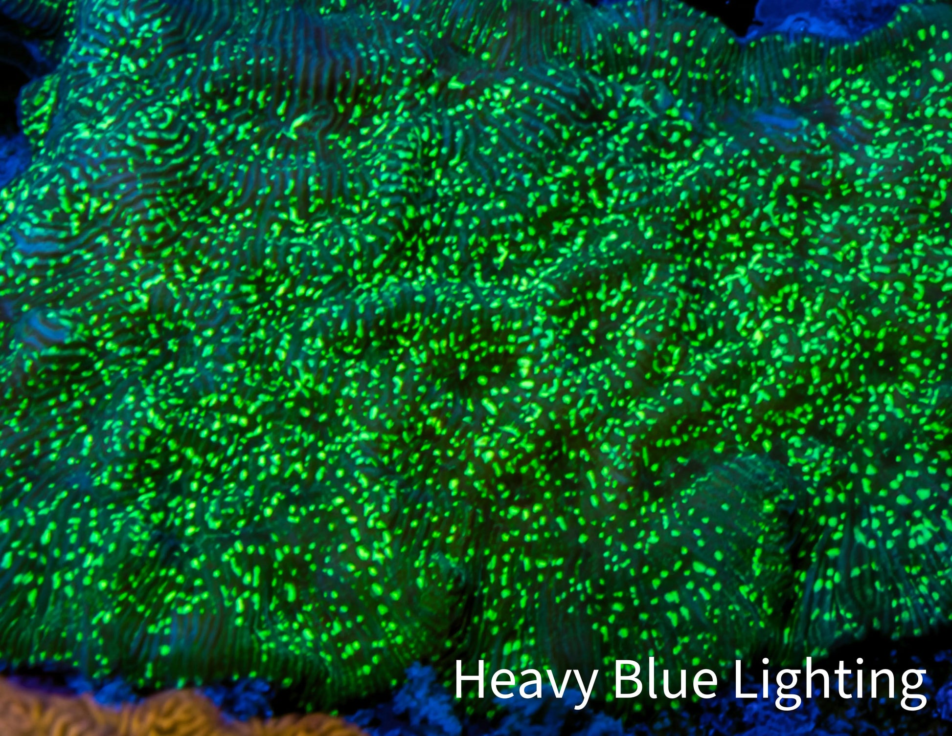 Ultra Neon Green Speckled Leptoseris Coral Frag Ultra Neon Green Speckled Leptoseris Coral Frag Pet Supplies Ultra Neon Green Speckled Leptoseris Coral Frag Zeo Box Reef