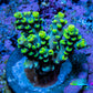 Ultra Neon Green Tip Acro Frag WYSIWYG Ultra Neon Green Tip Acro Frag WYSIWYG SPS Ultra Neon Green Tip Acro Frag WYSIWYG Zeo Box Reef