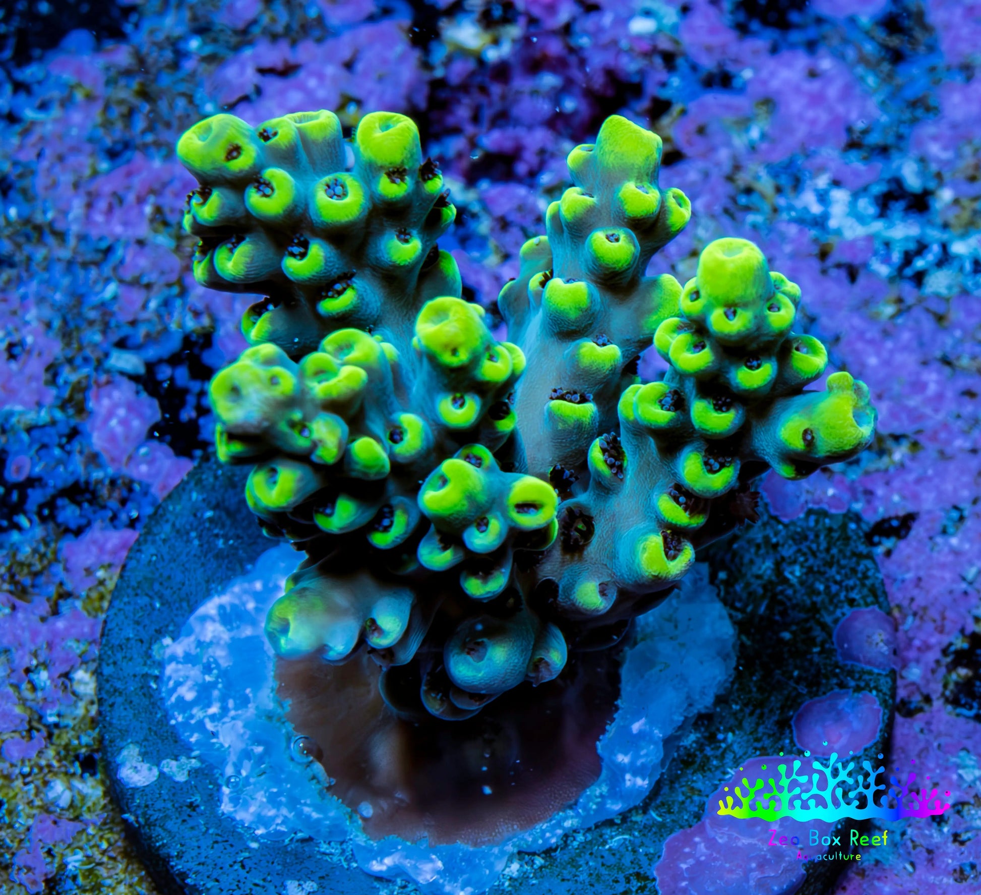 Ultra Neon Green Tip Acro Frag WYSIWYG Ultra Neon Green Tip Acro Frag WYSIWYG SPS Ultra Neon Green Tip Acro Frag WYSIWYG Zeo Box Reef