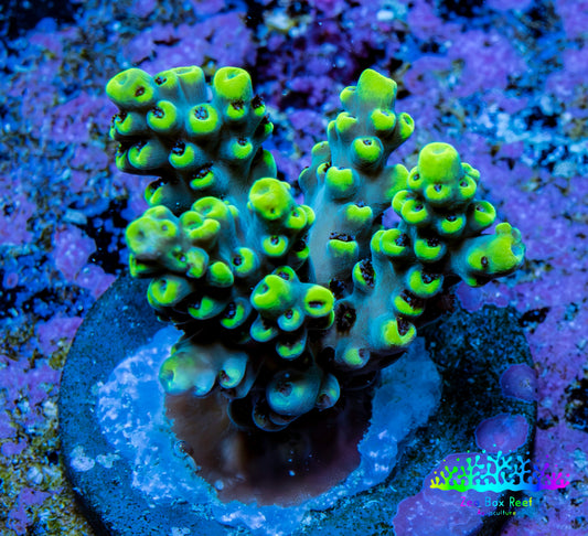 Ultra Neon Green Tip Acro Frag WYSIWYG Ultra Neon Green Tip Acro Frag WYSIWYG SPS Ultra Neon Green Tip Acro Frag WYSIWYG Zeo Box Reef