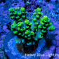 Ultra Neon Green Tip Acro Frag WYSIWYG Ultra Neon Green Tip Acro Frag WYSIWYG SPS Ultra Neon Green Tip Acro Frag WYSIWYG Zeo Box Reef