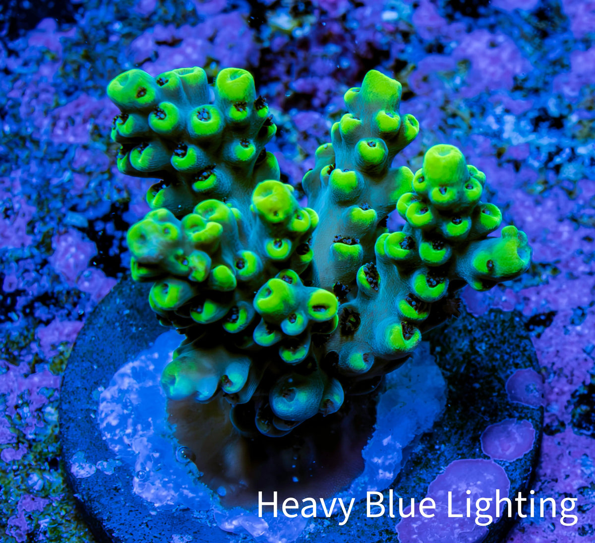 Ultra Neon Green Tip Acro Frag WYSIWYG Ultra Neon Green Tip Acro Frag WYSIWYG SPS Ultra Neon Green Tip Acro Frag WYSIWYG Zeo Box Reef