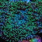Ultra Neon Green Tip Fluffy Rhodactis Coral WYSIWYG 3cm B2R1B2 Ultra Neon Green Tip Fluffy Rhodactis Coral WYSIWYG 3cm B2R1B2 Animals & Pet Supplies Ultra Neon Green Tip Fluffy Rhodactis Coral WYSIWYG 3cm B2R1B2 Zeo Box Reef