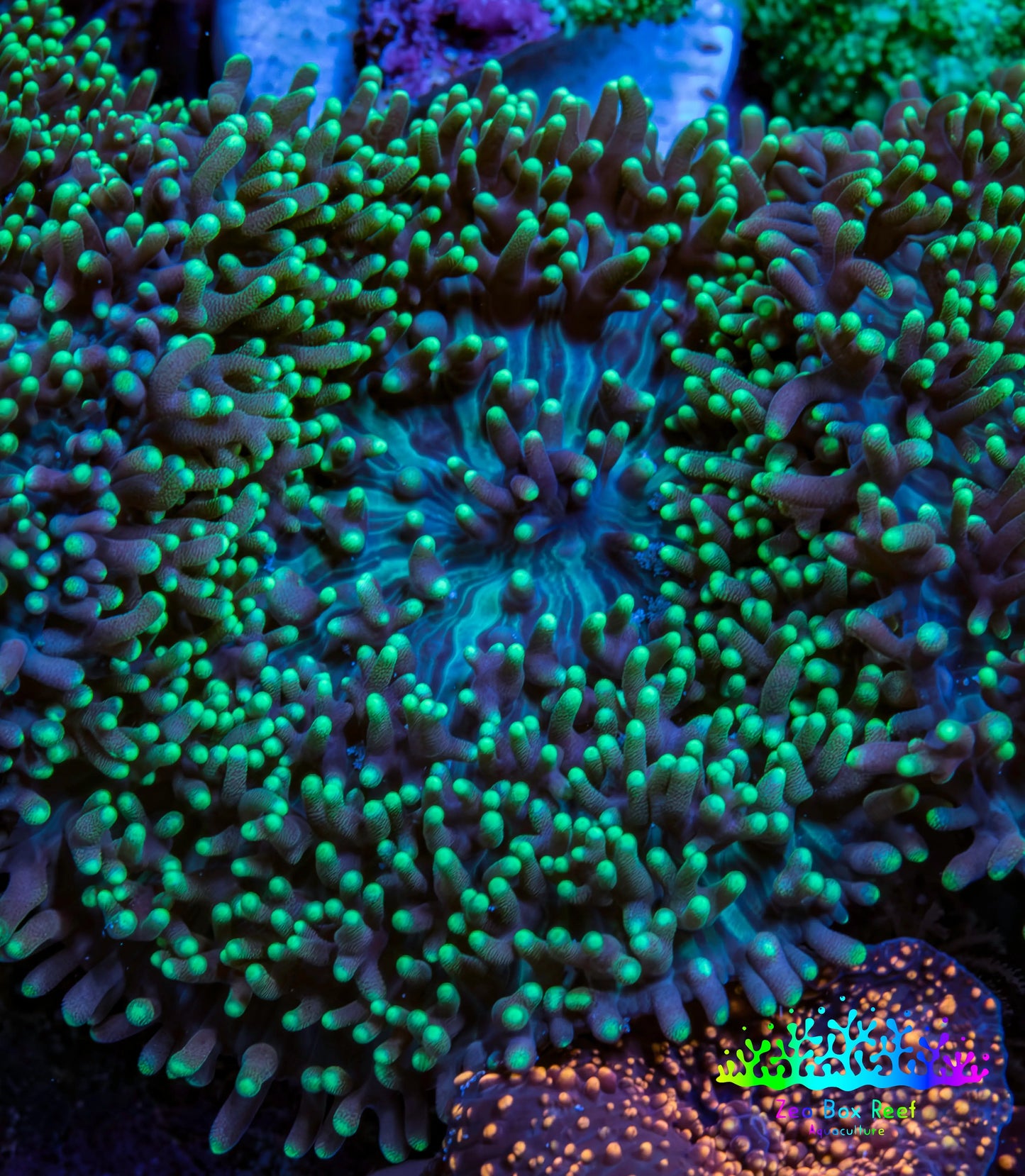 Ultra Neon Green Tip Fluffy Rhodactis Coral WYSIWYG 3cm B2R1B2 Ultra Neon Green Tip Fluffy Rhodactis Coral WYSIWYG 3cm B2R1B2 Animals & Pet Supplies Ultra Neon Green Tip Fluffy Rhodactis Coral WYSIWYG 3cm B2R1B2 Zeo Box Reef