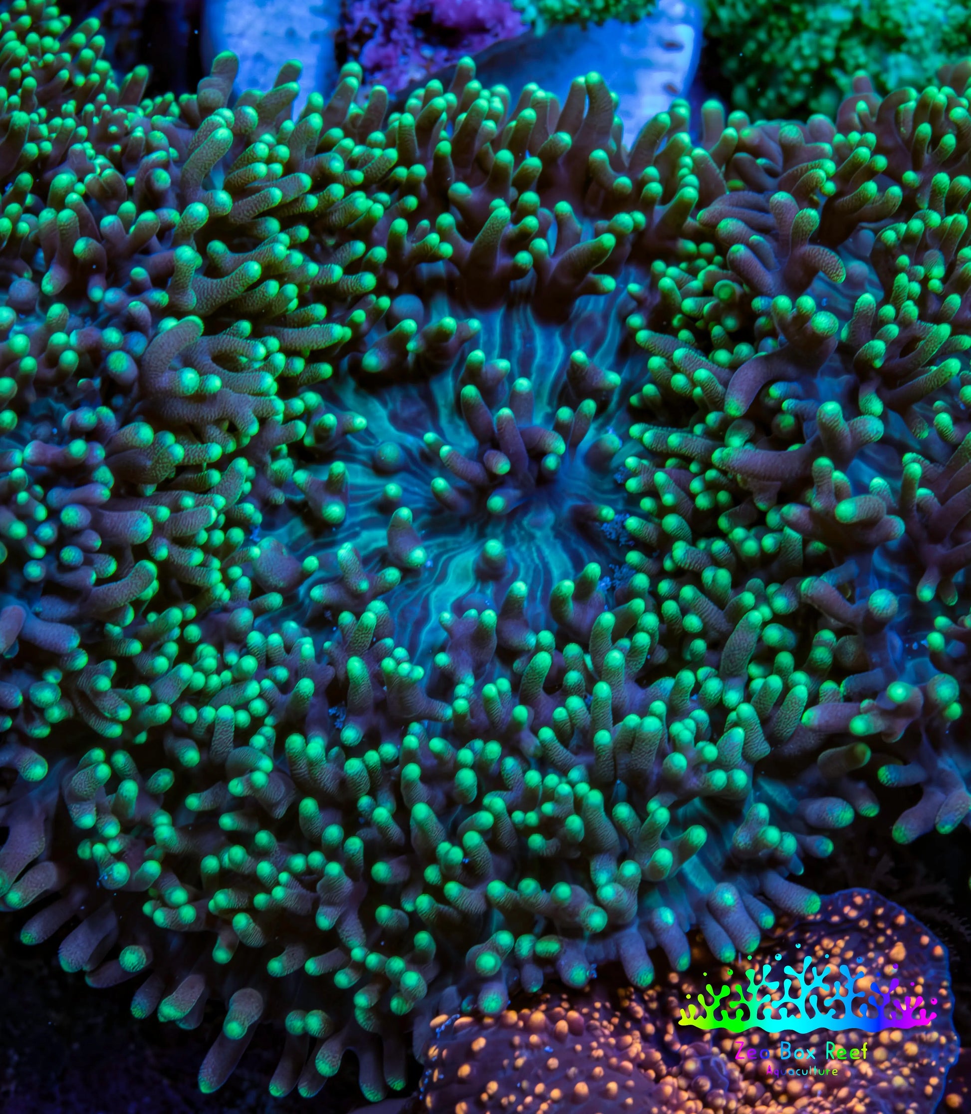 Ultra Neon Green Tip Fluffy Rhodactis Coral WYSIWYG 3cm B2R1B2 Ultra Neon Green Tip Fluffy Rhodactis Coral WYSIWYG 3cm B2R1B2 Animals & Pet Supplies Ultra Neon Green Tip Fluffy Rhodactis Coral WYSIWYG 3cm B2R1B2 Zeo Box Reef