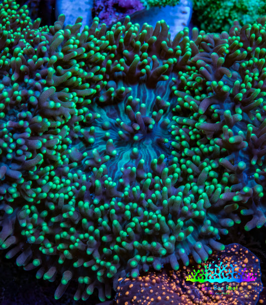 Ultra Neon Green Tip Fluffy Rhodactis Coral WYSIWYG 3cm B2R1B2 Ultra Neon Green Tip Fluffy Rhodactis Coral WYSIWYG 3cm B2R1B2 Animals & Pet Supplies Ultra Neon Green Tip Fluffy Rhodactis Coral WYSIWYG 3cm B2R1B2 Zeo Box Reef