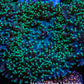 Ultra Neon Green Tip Fluffy Rhodactis Coral WYSIWYG 3cm B2R1B2 Ultra Neon Green Tip Fluffy Rhodactis Coral WYSIWYG 3cm B2R1B2 Animals & Pet Supplies Ultra Neon Green Tip Fluffy Rhodactis Coral WYSIWYG 3cm B2R1B2 Zeo Box Reef