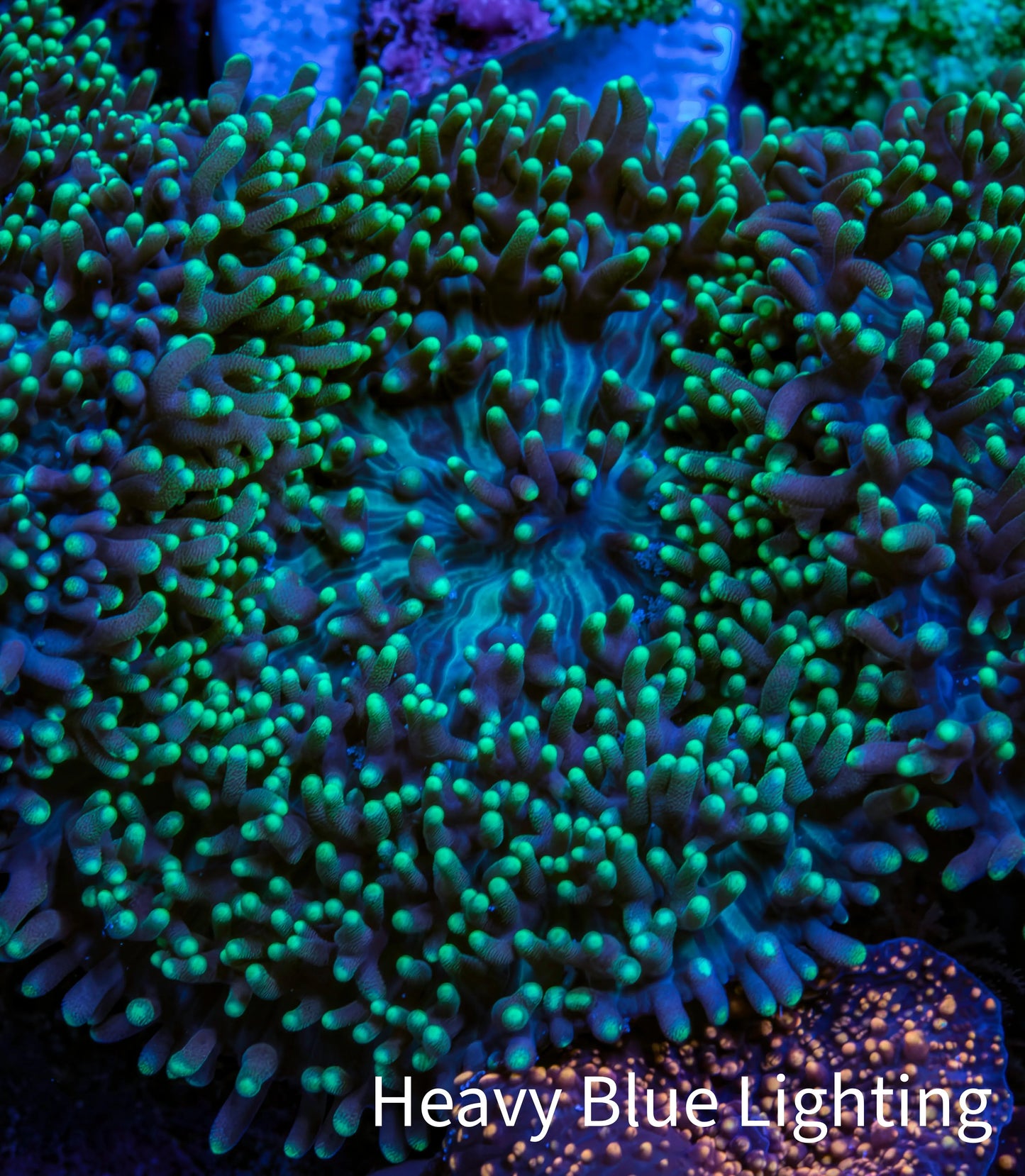 Ultra Neon Green Tip Fluffy Rhodactis Coral WYSIWYG 3cm B2R1B2 Ultra Neon Green Tip Fluffy Rhodactis Coral WYSIWYG 3cm B2R1B2 Animals & Pet Supplies Ultra Neon Green Tip Fluffy Rhodactis Coral WYSIWYG 3cm B2R1B2 Zeo Box Reef