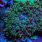 Ultra Neon Green Tip Fluffy Rhodactis Coral WYSIWYG 4cm B1R1B2 Ultra Neon Green Tip Fluffy Rhodactis Coral WYSIWYG 4cm B1R1B2 Animals & Pet Supplies Ultra Neon Green Tip Fluffy Rhodactis Coral WYSIWYG 4cm B1R1B2 Zeo Box Reef