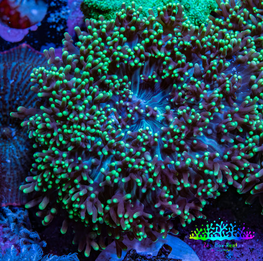 Ultra Neon Green Tip Fluffy Rhodactis Coral WYSIWYG 4cm B1R1B2 Ultra Neon Green Tip Fluffy Rhodactis Coral WYSIWYG 4cm B1R1B2 Animals & Pet Supplies Ultra Neon Green Tip Fluffy Rhodactis Coral WYSIWYG 4cm B1R1B2 Zeo Box Reef
