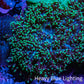 Ultra Neon Green Tip Fluffy Rhodactis Coral WYSIWYG 4cm B1R1B2 Ultra Neon Green Tip Fluffy Rhodactis Coral WYSIWYG 4cm B1R1B2 Animals & Pet Supplies Ultra Neon Green Tip Fluffy Rhodactis Coral WYSIWYG 4cm B1R1B2 Zeo Box Reef