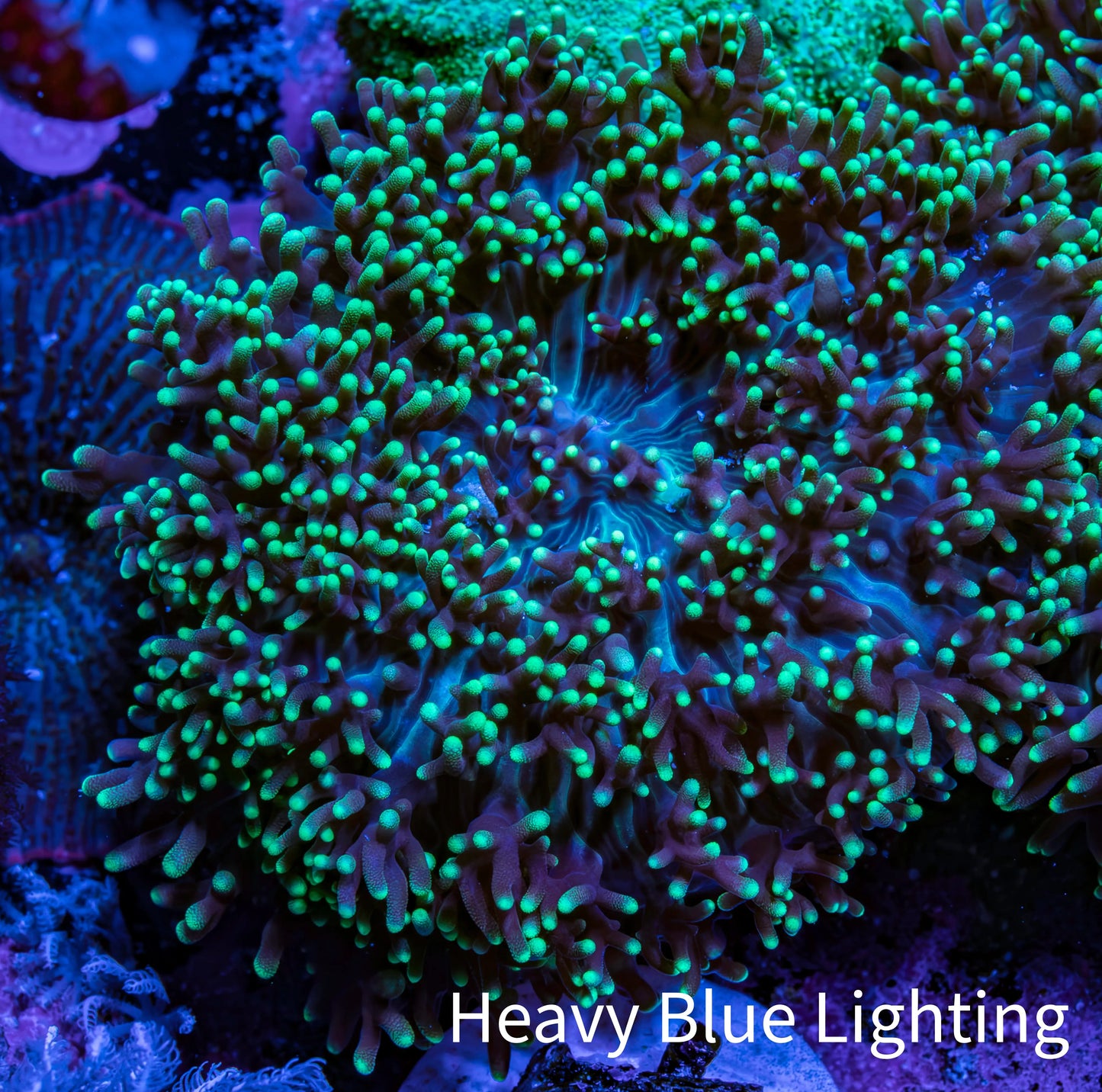 Ultra Neon Green Tip Fluffy Rhodactis Coral WYSIWYG 4cm B1R1B2 Ultra Neon Green Tip Fluffy Rhodactis Coral WYSIWYG 4cm B1R1B2 Animals & Pet Supplies Ultra Neon Green Tip Fluffy Rhodactis Coral WYSIWYG 4cm B1R1B2 Zeo Box Reef