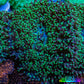 Ultra Neon Green Tip Fluffy Rhodactis Coral WYSIWYG 4cm B3R1B2 Ultra Neon Green Tip Fluffy Rhodactis Coral WYSIWYG 4cm B3R1B2 Animals & Pet Supplies Ultra Neon Green Tip Fluffy Rhodactis Coral WYSIWYG 4cm B3R1B2 Zeo Box Reef