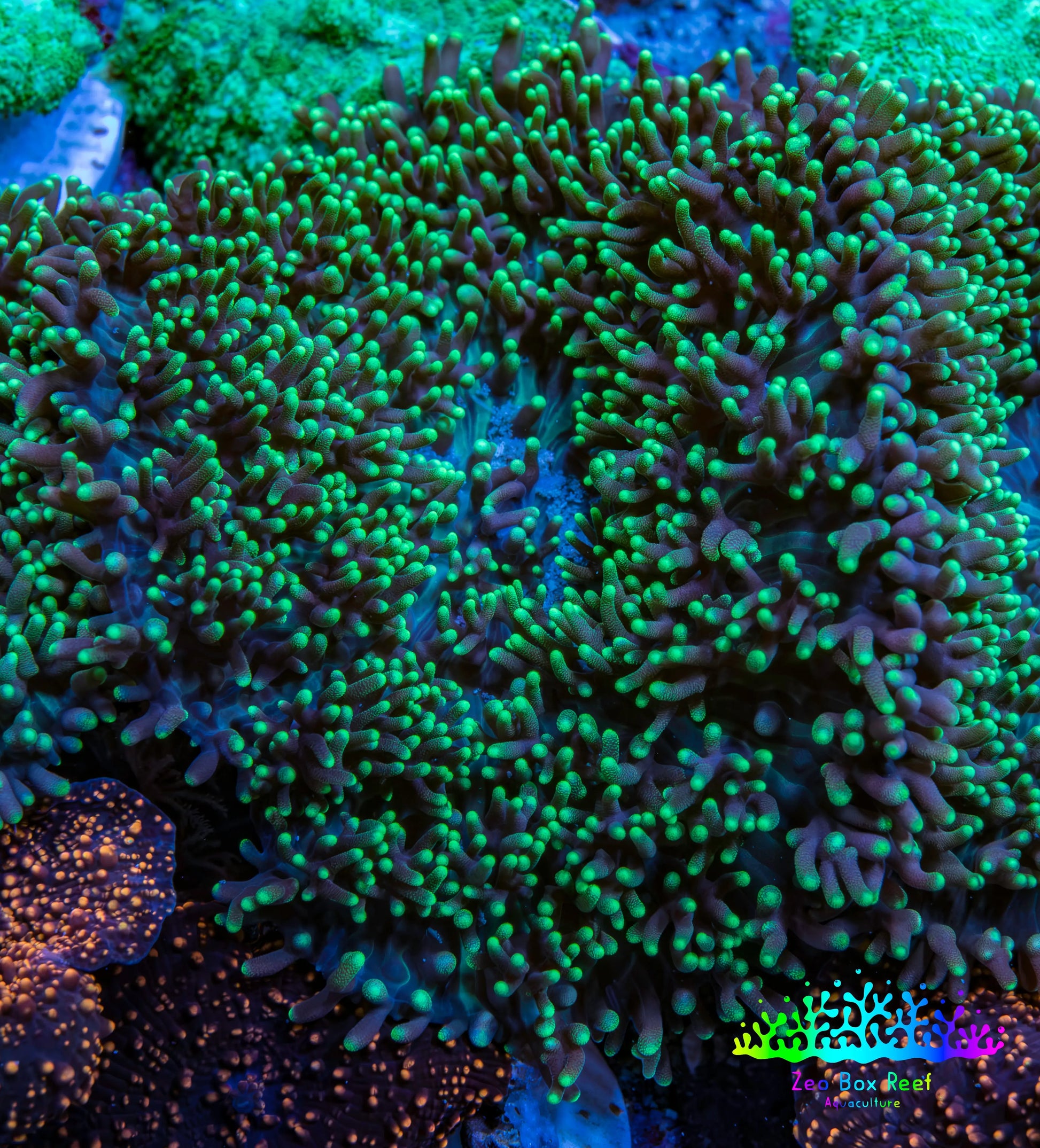 Ultra Neon Green Tip Fluffy Rhodactis Coral WYSIWYG 4cm B3R1B2 Ultra Neon Green Tip Fluffy Rhodactis Coral WYSIWYG 4cm B3R1B2 Animals & Pet Supplies Ultra Neon Green Tip Fluffy Rhodactis Coral WYSIWYG 4cm B3R1B2 Zeo Box Reef