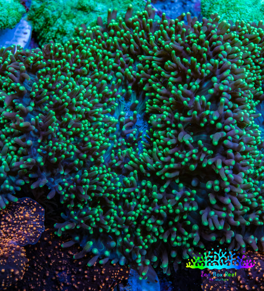 Ultra Neon Green Tip Fluffy Rhodactis Coral WYSIWYG 4cm B3R1B2 Ultra Neon Green Tip Fluffy Rhodactis Coral WYSIWYG 4cm B3R1B2 Animals & Pet Supplies Ultra Neon Green Tip Fluffy Rhodactis Coral WYSIWYG 4cm B3R1B2 Zeo Box Reef