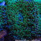 Ultra Neon Green Tip Fluffy Rhodactis Coral WYSIWYG 4cm B3R1B2 Ultra Neon Green Tip Fluffy Rhodactis Coral WYSIWYG 4cm B3R1B2 Animals & Pet Supplies Ultra Neon Green Tip Fluffy Rhodactis Coral WYSIWYG 4cm B3R1B2 Zeo Box Reef