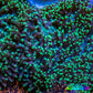 Ultra Neon Green Tip Fluffy Rhodactis Coral WYSIWYG 4cm B4R1B2 Ultra Neon Green Tip Fluffy Rhodactis Coral WYSIWYG 4cm B4R1B2 Animals & Pet Supplies Ultra Neon Green Tip Fluffy Rhodactis Coral WYSIWYG 4cm B4R1B2 Zeo Box Reef