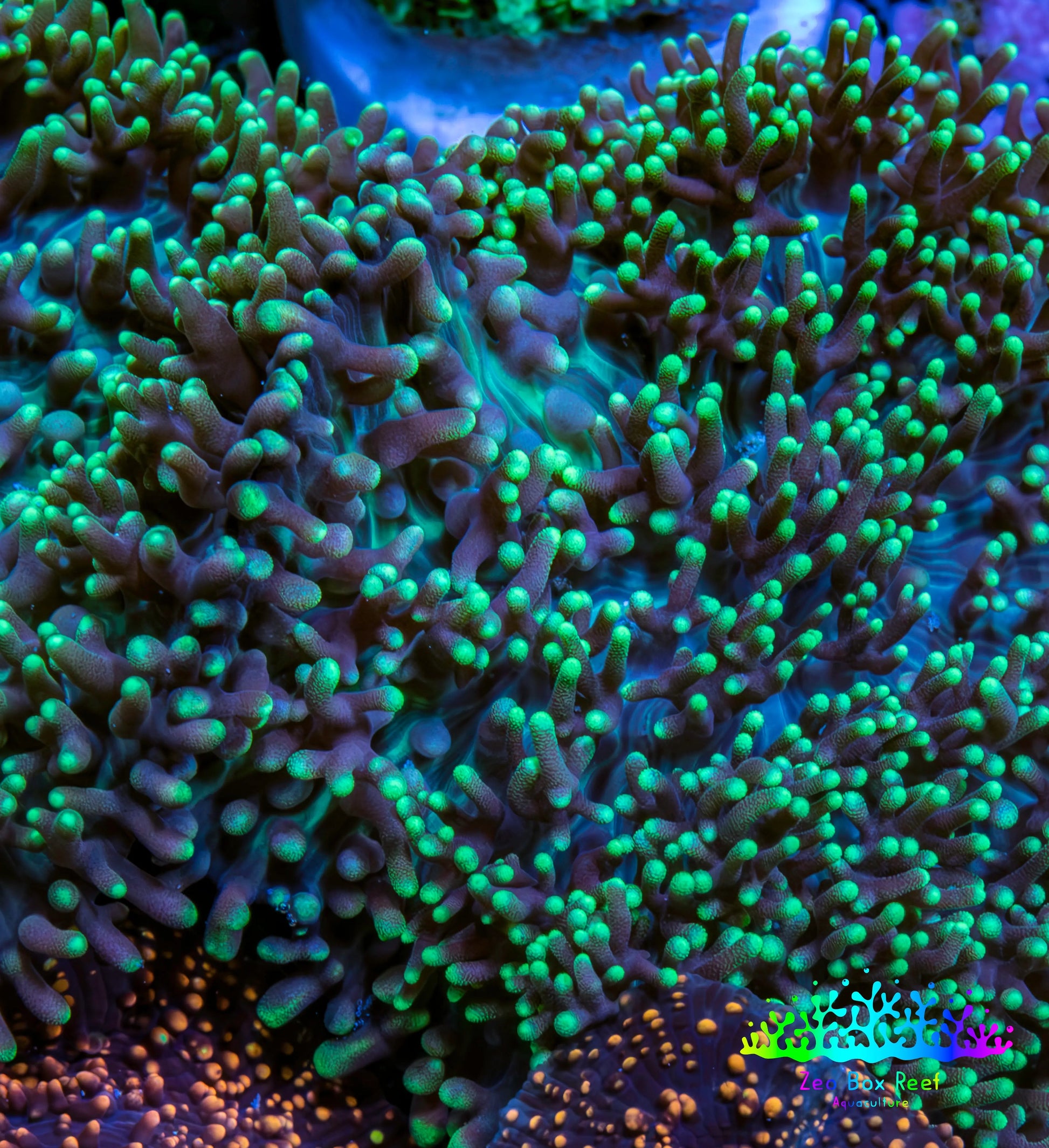 Ultra Neon Green Tip Fluffy Rhodactis Coral WYSIWYG 4cm B4R1B2 Ultra Neon Green Tip Fluffy Rhodactis Coral WYSIWYG 4cm B4R1B2 Animals & Pet Supplies Ultra Neon Green Tip Fluffy Rhodactis Coral WYSIWYG 4cm B4R1B2 Zeo Box Reef