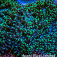 Ultra Neon Green Tip Fluffy Rhodactis Coral WYSIWYG 4cm B4R1B2 Ultra Neon Green Tip Fluffy Rhodactis Coral WYSIWYG 4cm B4R1B2 Animals & Pet Supplies Ultra Neon Green Tip Fluffy Rhodactis Coral WYSIWYG 4cm B4R1B2 Zeo Box Reef