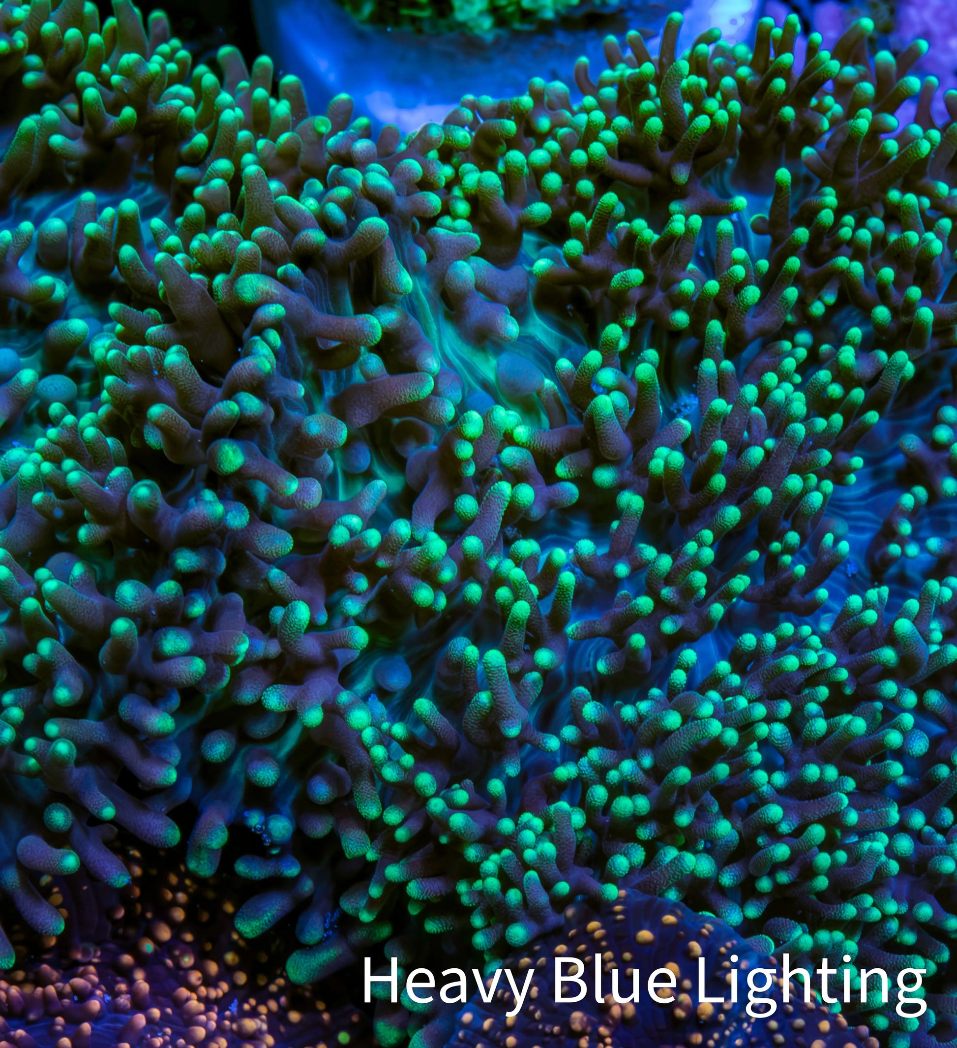 Ultra Neon Green Tip Fluffy Rhodactis Coral WYSIWYG 4cm B4R1B2 Ultra Neon Green Tip Fluffy Rhodactis Coral WYSIWYG 4cm B4R1B2 Animals & Pet Supplies Ultra Neon Green Tip Fluffy Rhodactis Coral WYSIWYG 4cm B4R1B2 Zeo Box Reef
