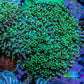 Ultra Neon Green Tip Fluffy Rhodactis Coral WYSIWYG 5cm B1R1B2 Ultra Neon Green Tip Fluffy Rhodactis Coral WYSIWYG 5cm B1R1B2 Animals & Pet Supplies Ultra Neon Green Tip Fluffy Rhodactis Coral WYSIWYG 5cm B1R1B2 Zeo Box Reef