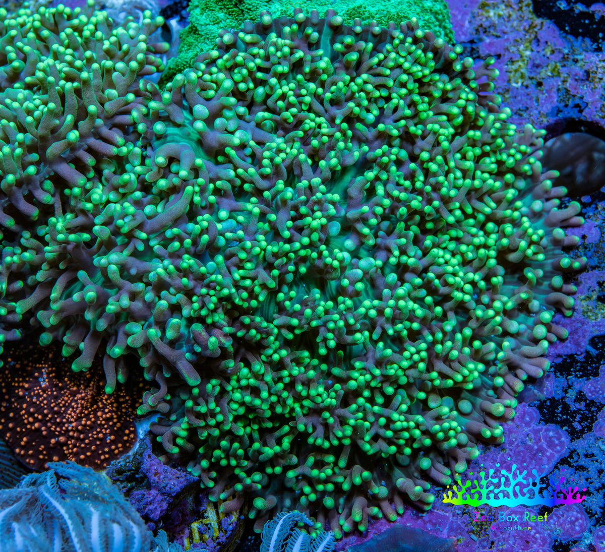 Ultra Neon Green Tip Fluffy Rhodactis Coral WYSIWYG 5cm B1R1B2 Ultra Neon Green Tip Fluffy Rhodactis Coral WYSIWYG 5cm B1R1B2 Animals & Pet Supplies Ultra Neon Green Tip Fluffy Rhodactis Coral WYSIWYG 5cm B1R1B2 Zeo Box Reef
