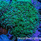 Ultra Neon Green Tip Fluffy Rhodactis Coral WYSIWYG 5cm B1R1B2 Ultra Neon Green Tip Fluffy Rhodactis Coral WYSIWYG 5cm B1R1B2 Animals & Pet Supplies Ultra Neon Green Tip Fluffy Rhodactis Coral WYSIWYG 5cm B1R1B2 Zeo Box Reef