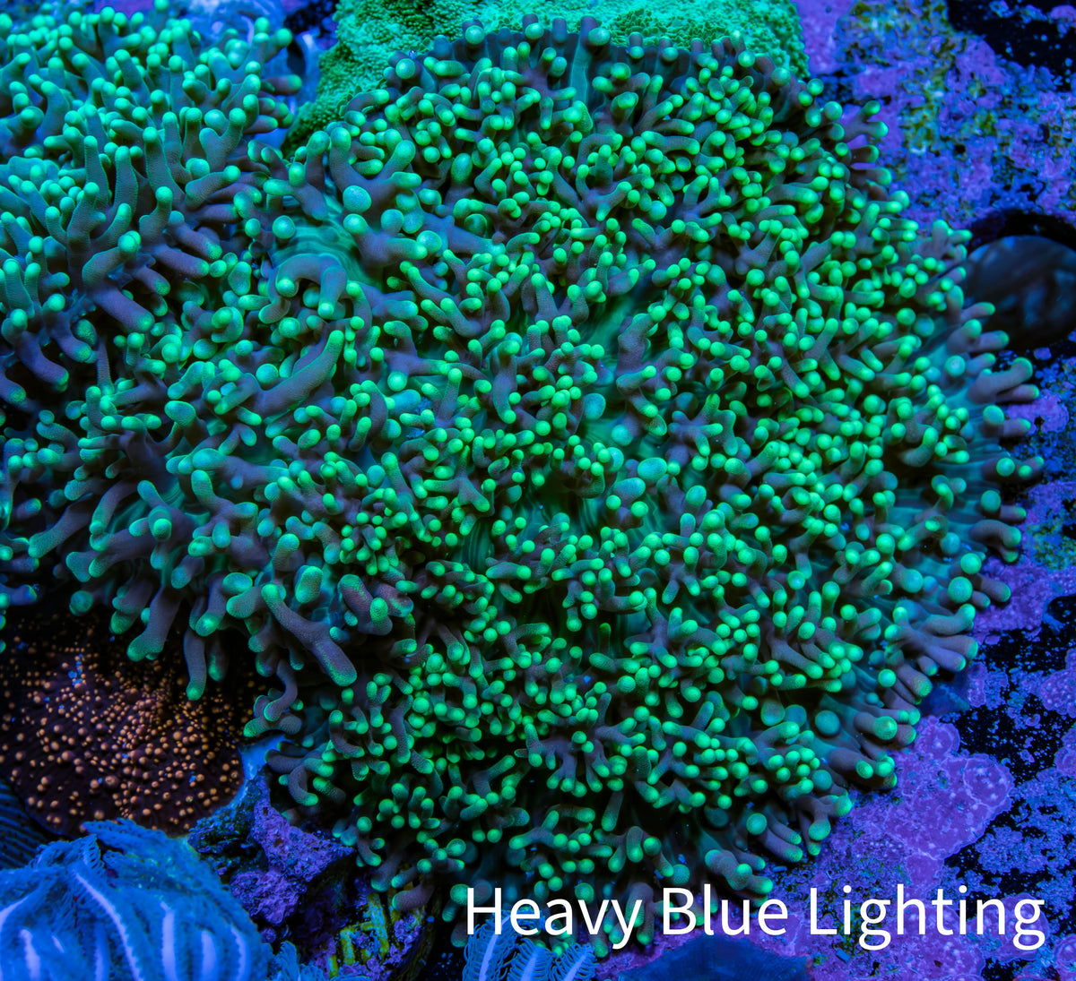 Ultra Neon Green Tip Fluffy Rhodactis Coral WYSIWYG 5cm B1R1B2 Ultra Neon Green Tip Fluffy Rhodactis Coral WYSIWYG 5cm B1R1B2 Animals & Pet Supplies Ultra Neon Green Tip Fluffy Rhodactis Coral WYSIWYG 5cm B1R1B2 Zeo Box Reef
