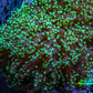 Ultra Neon Green Tip Frogspawn Coral WYSIWYG 6cm F2R6B1 Ultra Neon Green Tip Frogspawn Coral WYSIWYG 6cm F2R6B1 LPS Ultra Neon Green Tip Frogspawn Coral WYSIWYG 6cm F2R6B1 Zeo Box Reef