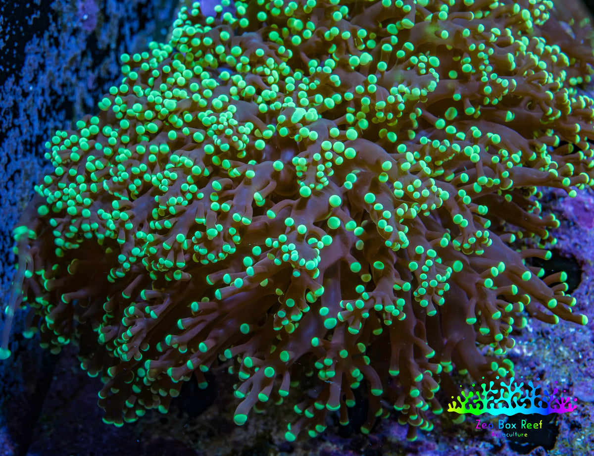 Ultra Neon Green Tip Frogspawn Coral WYSIWYG 6cm F2R6B1 Ultra Neon Green Tip Frogspawn Coral WYSIWYG 6cm F2R6B1 LPS Ultra Neon Green Tip Frogspawn Coral WYSIWYG 6cm F2R6B1 Zeo Box Reef
