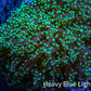Ultra Neon Green Tip Frogspawn Coral WYSIWYG 6cm F2R6B1 Ultra Neon Green Tip Frogspawn Coral WYSIWYG 6cm F2R6B1 LPS Ultra Neon Green Tip Frogspawn Coral WYSIWYG 6cm F2R6B1 Zeo Box Reef