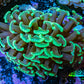 Ultra Neon Green Tip Hammer Coral -   WYSIWYG 5cm D10R6B1 Ultra Neon Green Tip Hammer Coral -   WYSIWYG 5cm D10R6B1 Aquarium Decor Ultra Neon Green Tip Hammer Coral -   WYSIWYG 5cm D10R6B1 Zeo Box Reef