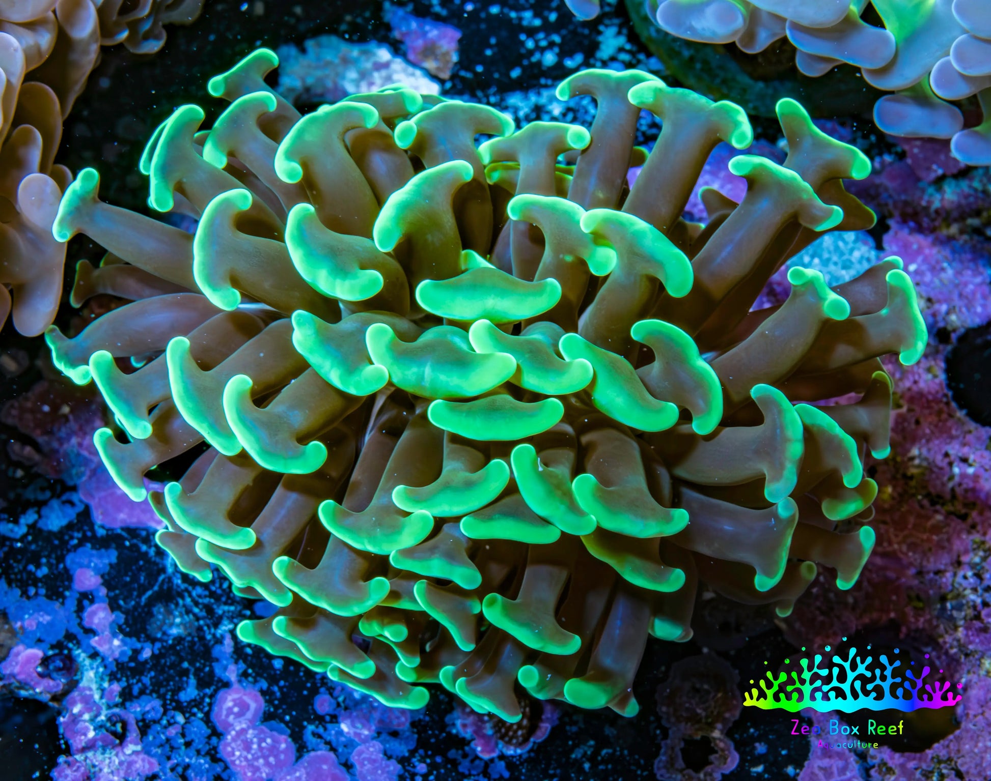 Ultra Neon Green Tip Hammer Coral -   WYSIWYG 5cm D10R6B1 Ultra Neon Green Tip Hammer Coral -   WYSIWYG 5cm D10R6B1 Aquarium Decor Ultra Neon Green Tip Hammer Coral -   WYSIWYG 5cm D10R6B1 Zeo Box Reef