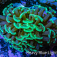 Ultra Neon Green Tip Hammer Coral -   WYSIWYG 5cm D10R6B1 Ultra Neon Green Tip Hammer Coral -   WYSIWYG 5cm D10R6B1 Aquarium Decor Ultra Neon Green Tip Hammer Coral -   WYSIWYG 5cm D10R6B1 Zeo Box Reef
