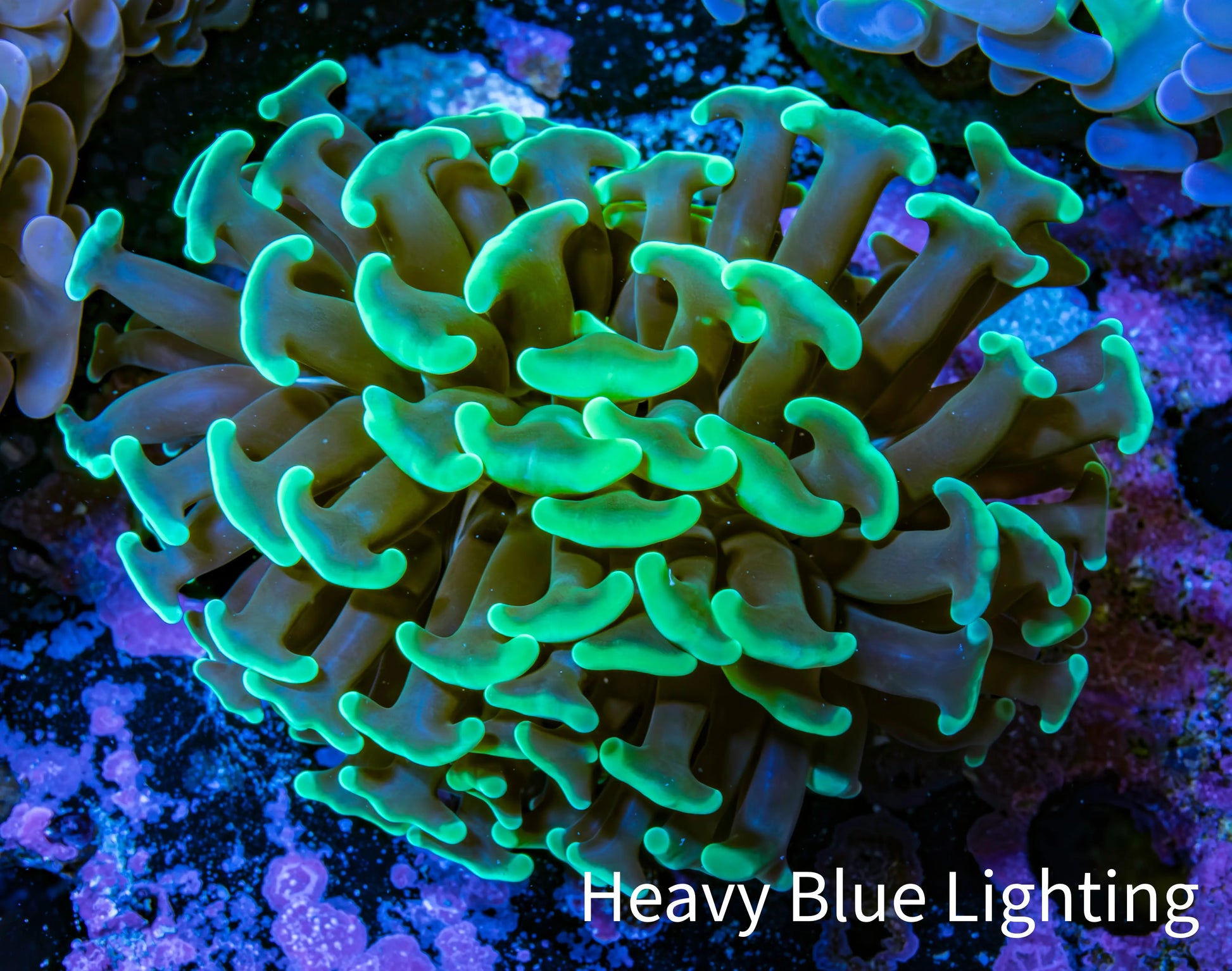 Ultra Neon Green Tip Hammer Coral -   WYSIWYG 5cm D10R6B1 Ultra Neon Green Tip Hammer Coral -   WYSIWYG 5cm D10R6B1 Aquarium Decor Ultra Neon Green Tip Hammer Coral -   WYSIWYG 5cm D10R6B1 Zeo Box Reef