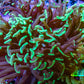 Ultra Neon Green Tip Hammer Coral -   WYSIWYG 8cm C1R6B1 Ultra Neon Green Tip Hammer Coral -   WYSIWYG 8cm C1R6B1 Aquarium Decor Ultra Neon Green Tip Hammer Coral -   WYSIWYG 8cm C1R6B1 Zeo Box Reef