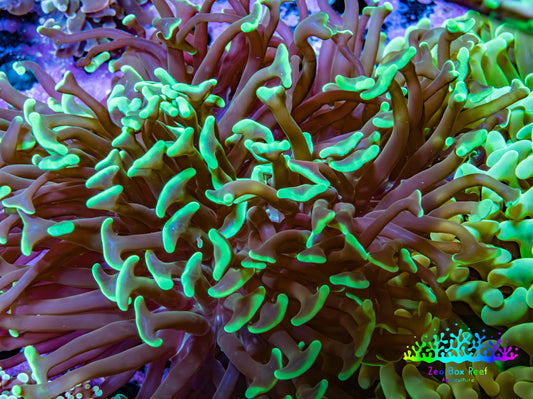 Ultra Neon Green Tip Hammer Coral -   WYSIWYG 8cm C1R6B1 Ultra Neon Green Tip Hammer Coral -   WYSIWYG 8cm C1R6B1 Aquarium Decor Ultra Neon Green Tip Hammer Coral -   WYSIWYG 8cm C1R6B1 Zeo Box Reef