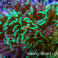 Ultra Neon Green Tip Hammer Coral -   WYSIWYG 8cm C1R6B1 Ultra Neon Green Tip Hammer Coral -   WYSIWYG 8cm C1R6B1 Aquarium Decor Ultra Neon Green Tip Hammer Coral -   WYSIWYG 8cm C1R6B1 Zeo Box Reef