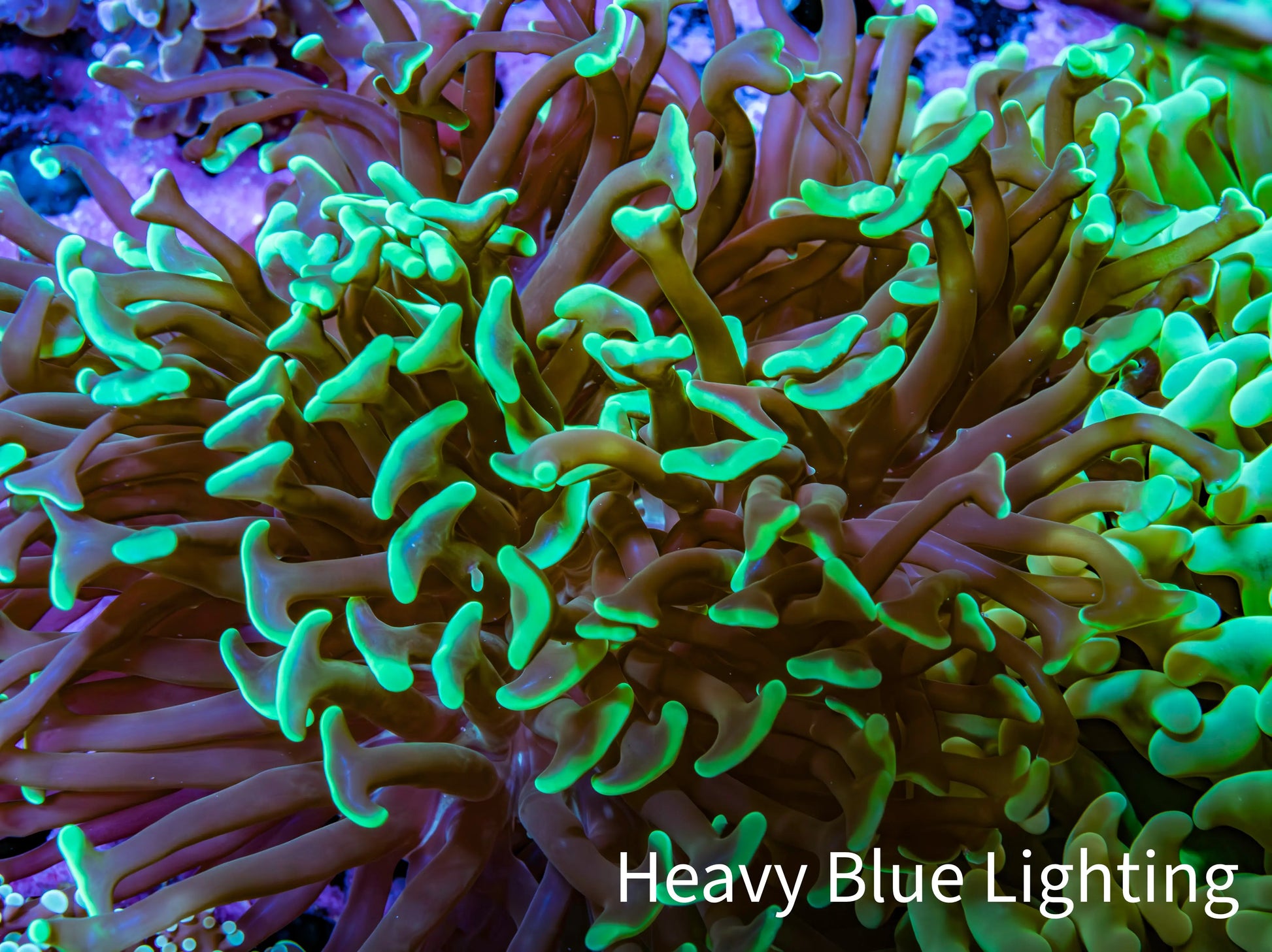 Ultra Neon Green Tip Hammer Coral -   WYSIWYG 8cm C1R6B1 Ultra Neon Green Tip Hammer Coral -   WYSIWYG 8cm C1R6B1 Aquarium Decor Ultra Neon Green Tip Hammer Coral -   WYSIWYG 8cm C1R6B1 Zeo Box Reef