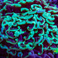 Ultra Neon Green Tip Hammer Coral – WYSIWYG 9cm G21R6B1 Ultra Neon Green Tip Hammer Coral – WYSIWYG 9cm G21R6B1 Aquarium Decor Ultra Neon Green Tip Hammer Coral – WYSIWYG 9cm G21R6B1 Zeo Box Reef