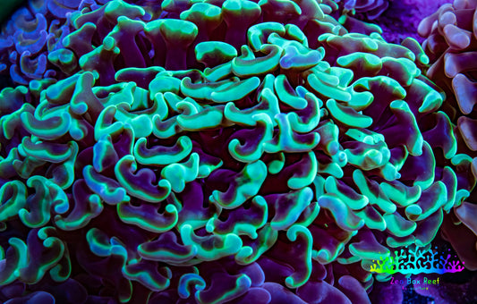 Ultra Neon Green Tip Hammer Coral – WYSIWYG 9cm G21R6B1 Ultra Neon Green Tip Hammer Coral – WYSIWYG 9cm G21R6B1 Aquarium Decor Ultra Neon Green Tip Hammer Coral – WYSIWYG 9cm G21R6B1 Zeo Box Reef