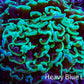 Ultra Neon Green Tip Hammer Coral – WYSIWYG 9cm G21R6B1 Ultra Neon Green Tip Hammer Coral – WYSIWYG 9cm G21R6B1 Aquarium Decor Ultra Neon Green Tip Hammer Coral – WYSIWYG 9cm G21R6B1 Zeo Box Reef