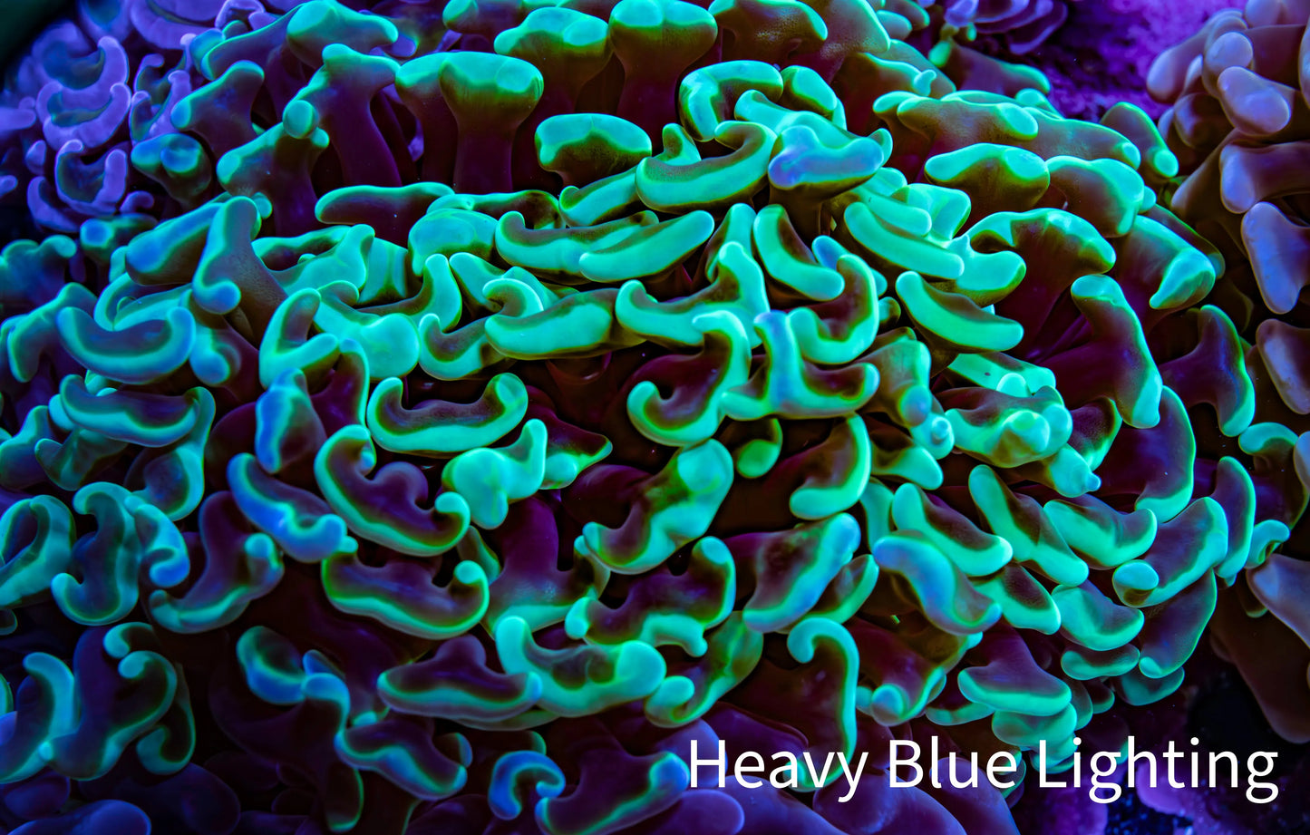 Ultra Neon Green Tip Hammer Coral – WYSIWYG 9cm G21R6B1 Ultra Neon Green Tip Hammer Coral – WYSIWYG 9cm G21R6B1 Aquarium Decor Ultra Neon Green Tip Hammer Coral – WYSIWYG 9cm G21R6B1 Zeo Box Reef