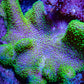 Ultra Neon Green Toadstool Leather Coral WYSIWYG 10cm Ultra Neon Green Toadstool Leather Coral WYSIWYG 10cm Soft Coral Ultra Neon Green Toadstool Leather Coral WYSIWYG 10cm Zeo Box Reef