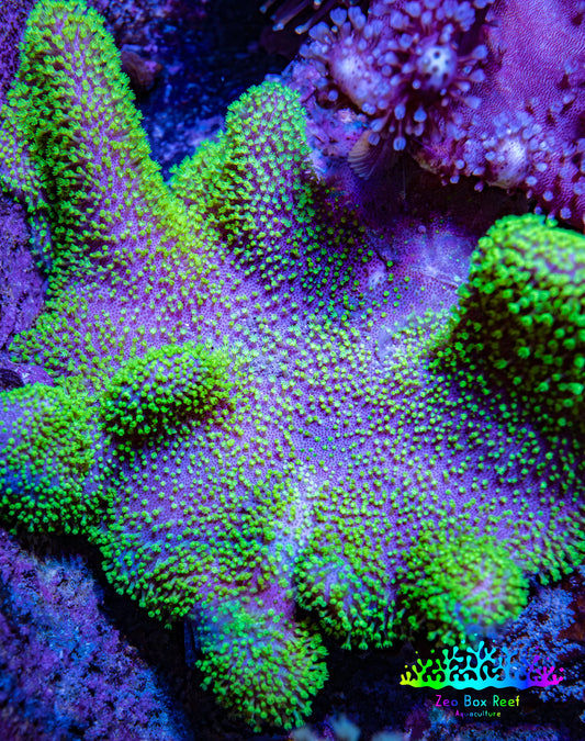 Ultra Neon Green Toadstool Leather Coral WYSIWYG 10cm Ultra Neon Green Toadstool Leather Coral WYSIWYG 10cm Soft Coral Ultra Neon Green Toadstool Leather Coral WYSIWYG 10cm Zeo Box Reef