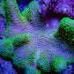 Ultra Neon Green Toadstool Leather Coral WYSIWYG 10cm Ultra Neon Green Toadstool Leather Coral WYSIWYG 10cm Soft Coral Ultra Neon Green Toadstool Leather Coral WYSIWYG 10cm Zeo Box Reef